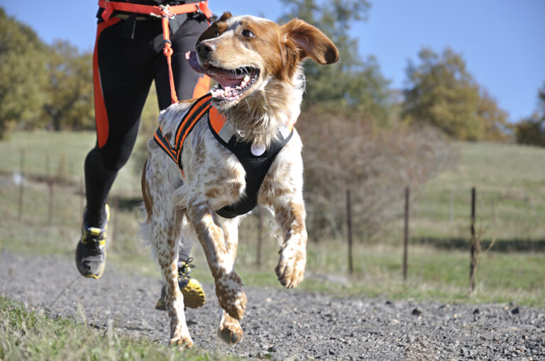 Hunden drar eieren sin i canicross Hund og eier på canicross-trening: å trekke i båndet