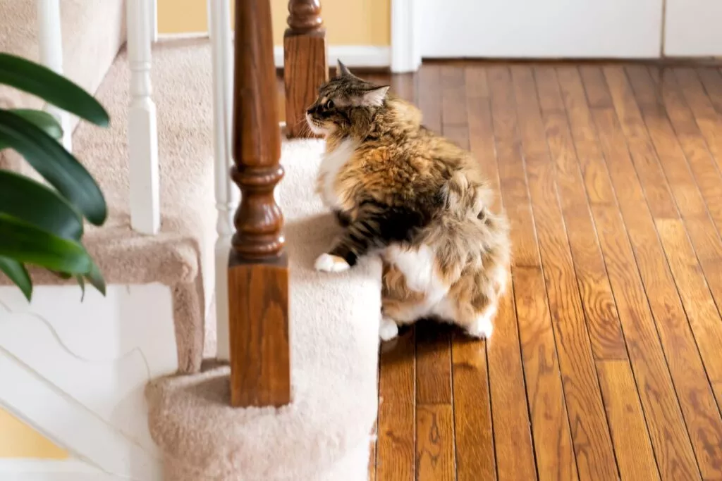 katt i trapp Katt som skal gå i trapp