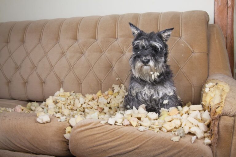 Hund sittende i en ødelagt sofa