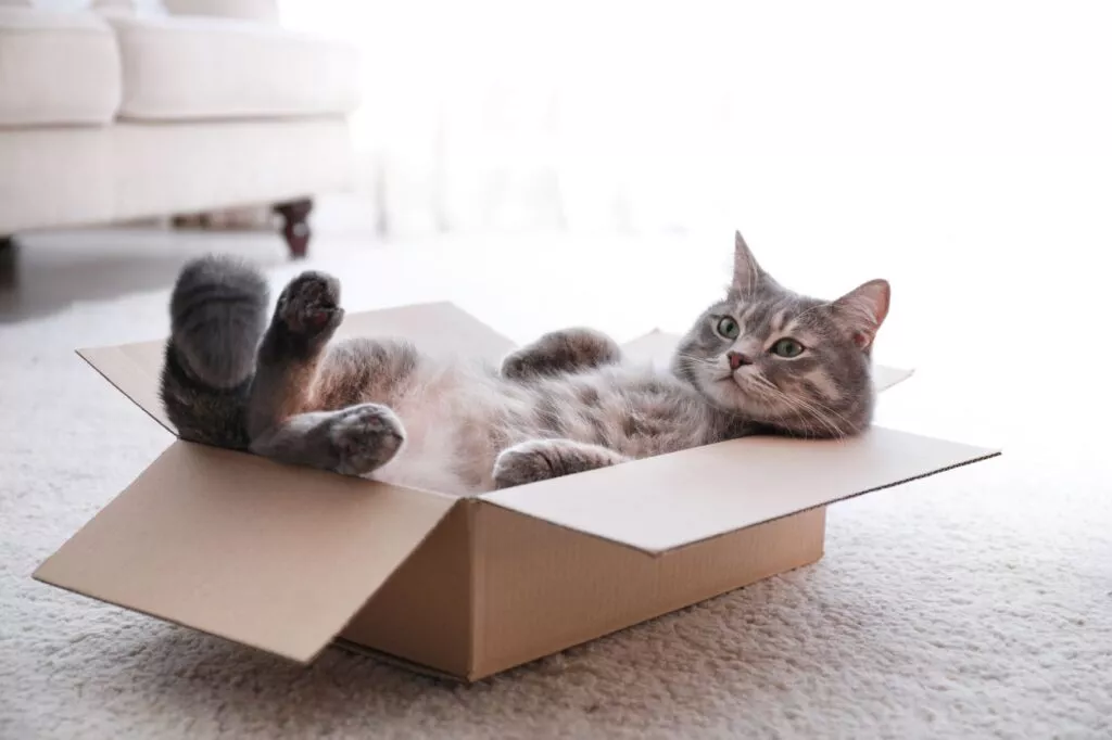 Katt som ligger i en pappeske