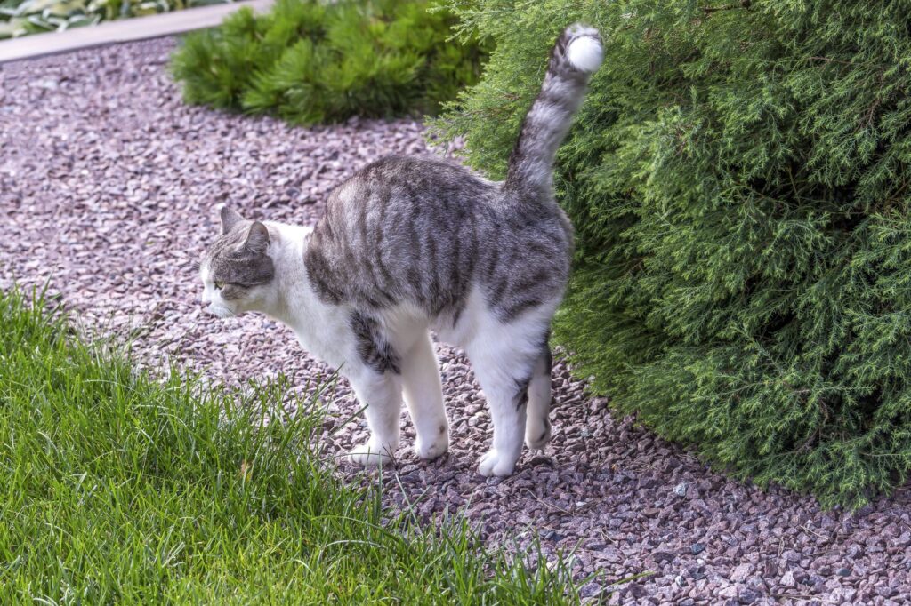 Katt markerer sitt territorium Katt i puberteten som markerer en busk