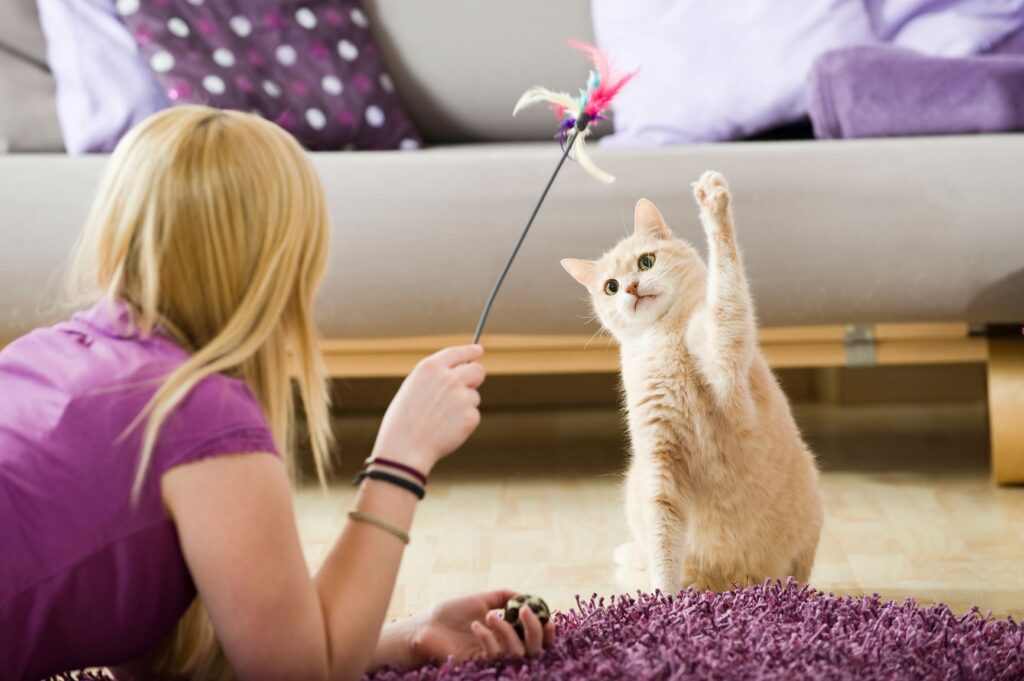Lekende katt med eier Katt leker med lekestang