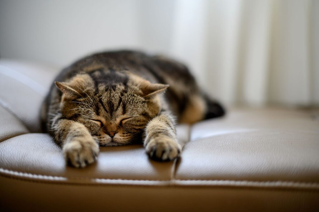 Katt som slapper av Søt sovende katt