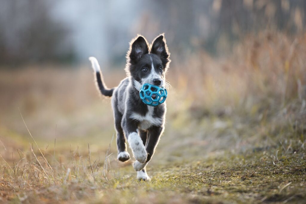 Unghund i puberteten Ung hund som springer med leke i munnen