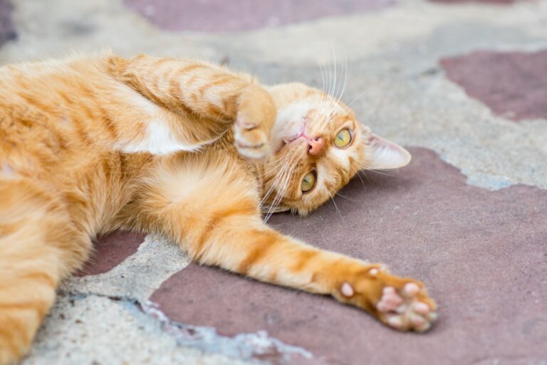 Søt, leken katt katt som ligger å koser seg