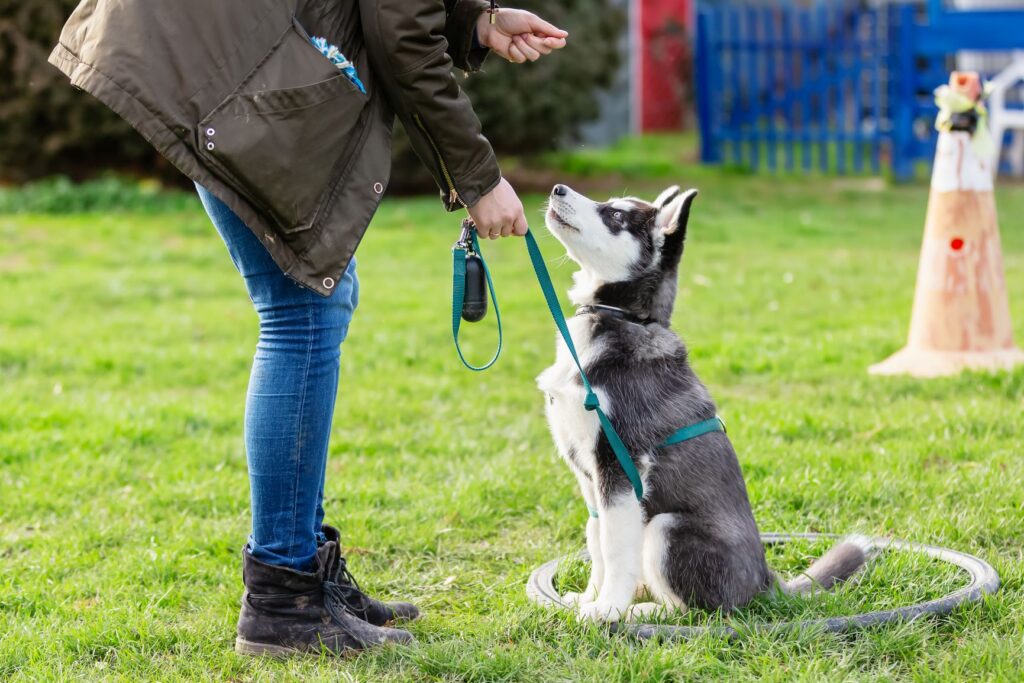 Unghund på trening Ung hund som trener sammen med eier