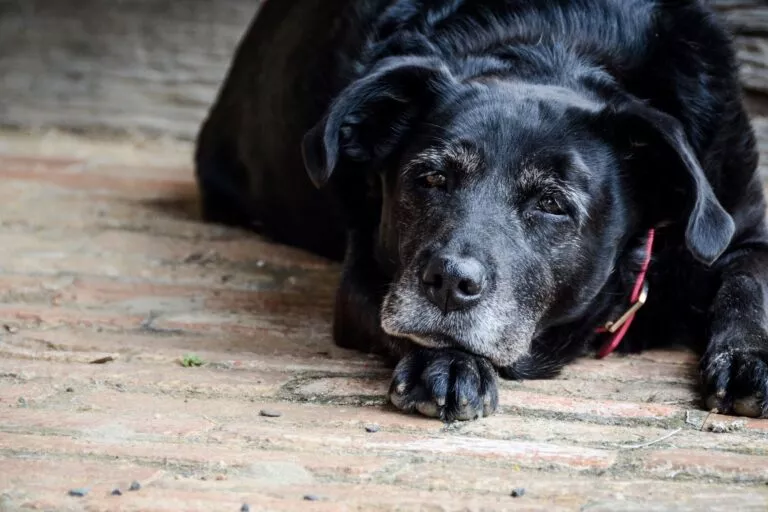 Eldre hund med grå pels rundt snuten