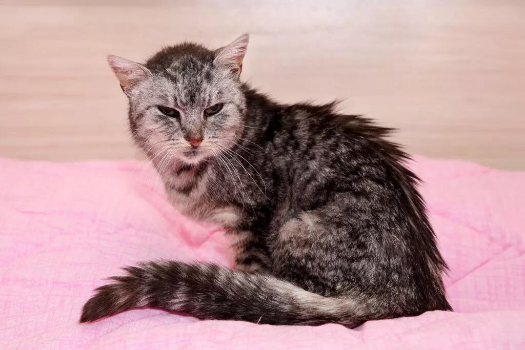 Eldre katt som sitter på et rosa teppe