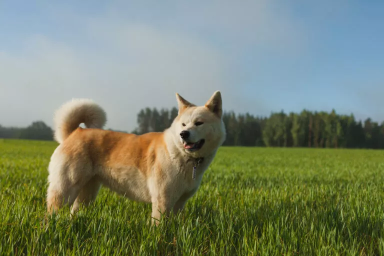 Voksen akita inu på gressplen