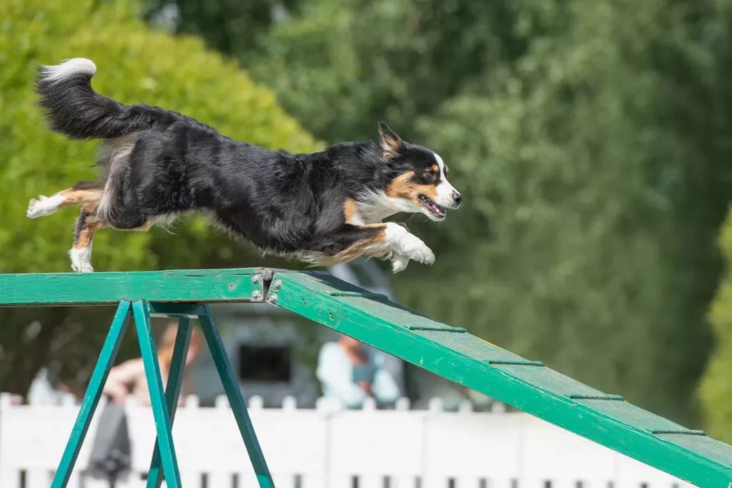 Aktiv australian shepherd