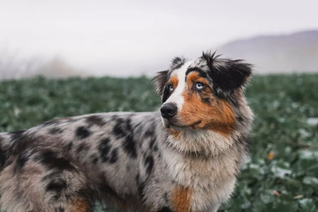 En australian shepherd ute i naturen