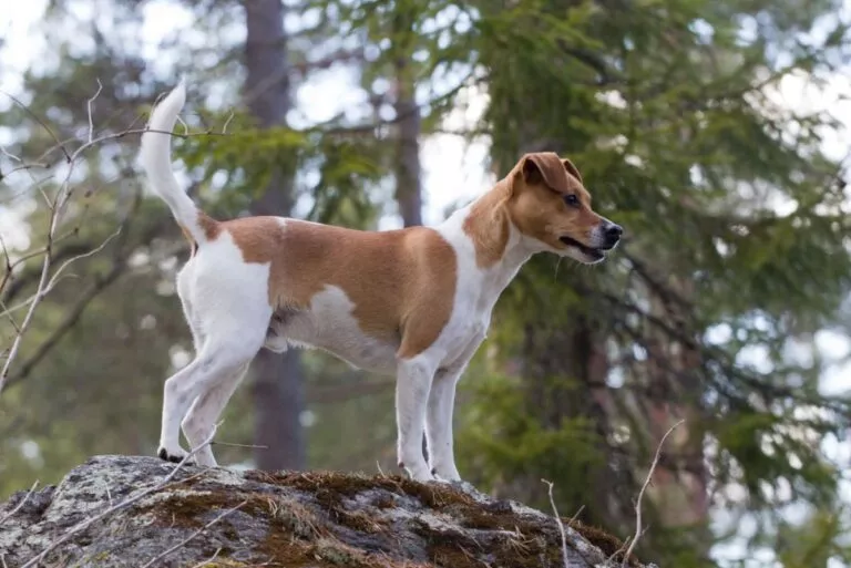 Dansk-svensk gårdshund i skogen