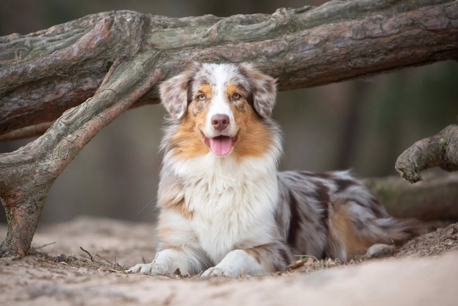 Australian shepherd Raseinformasjon zooplus magasin