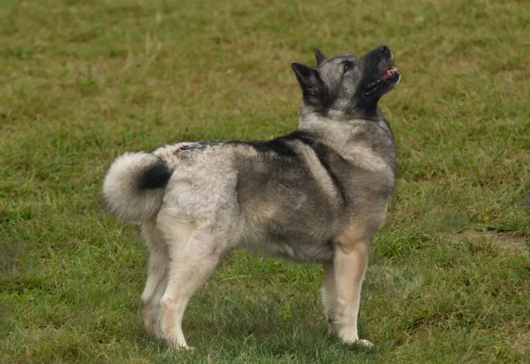 Norsk buhund raseinformasjon