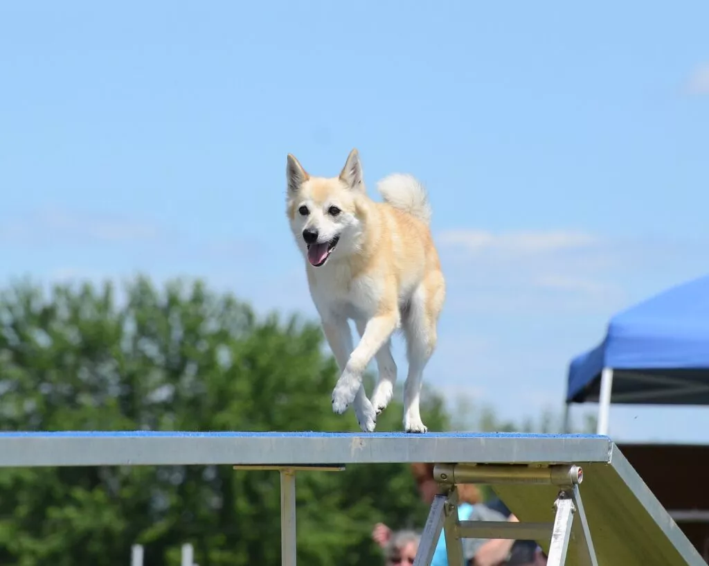 Norsk buhund