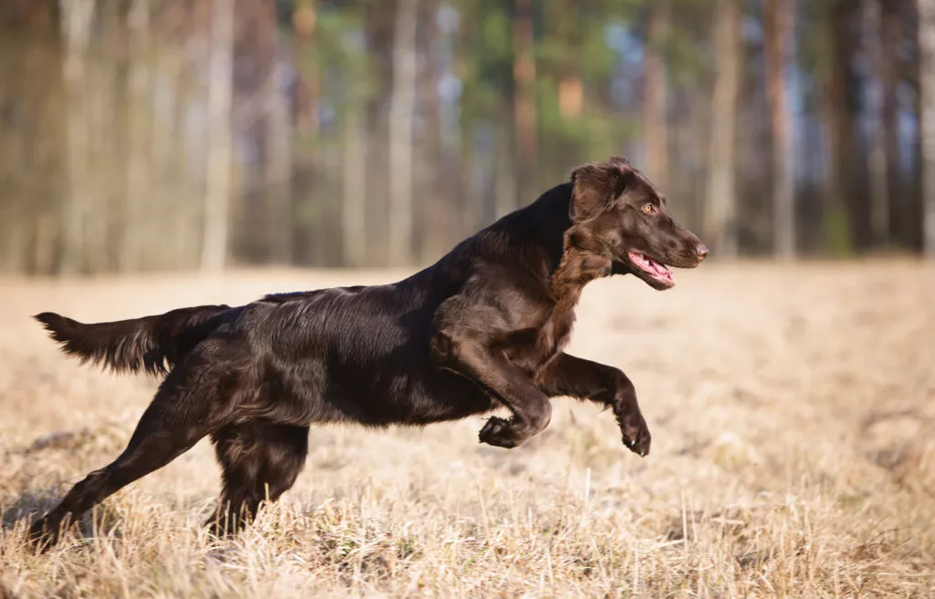 Flat coated retriever som springer i skogen Brunfarget flat coated retriever