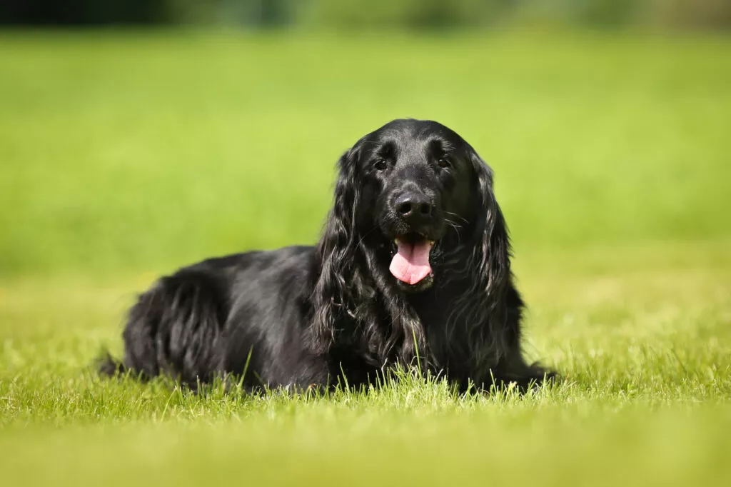 Svart flat coated retriver som ligger i gresset