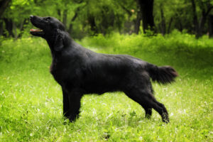 Flat coated retriever