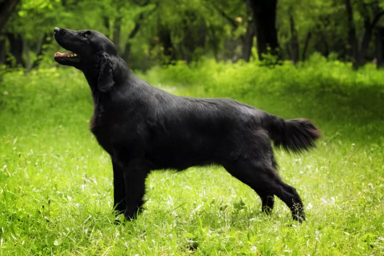 Renraset flat coated retriever