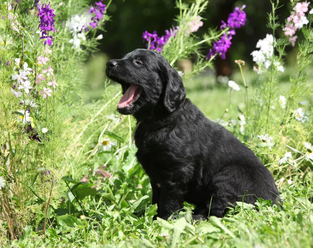Svart flat coated retriever valp Svartfarget flat coated retriever valp med blomster