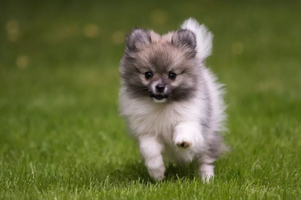 Løpende pomeranian på gressplen