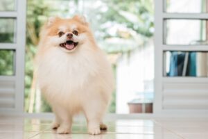 Pomeranian