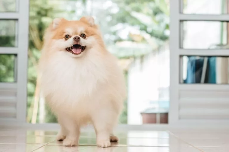 Vennlig pomeranian