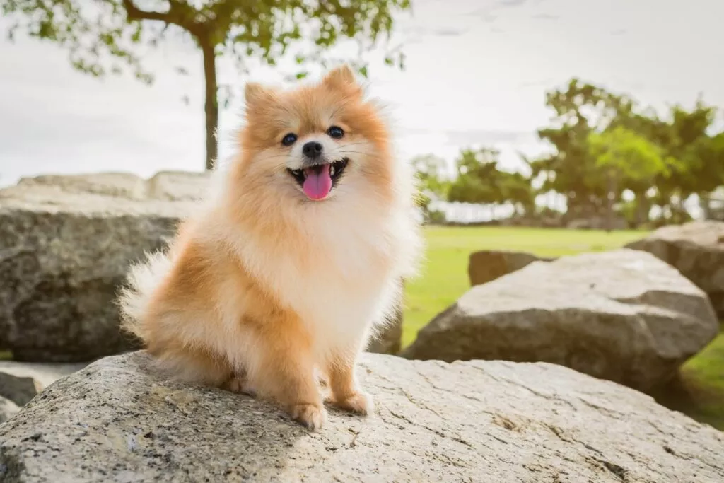 Søt pomeranian ute i en park