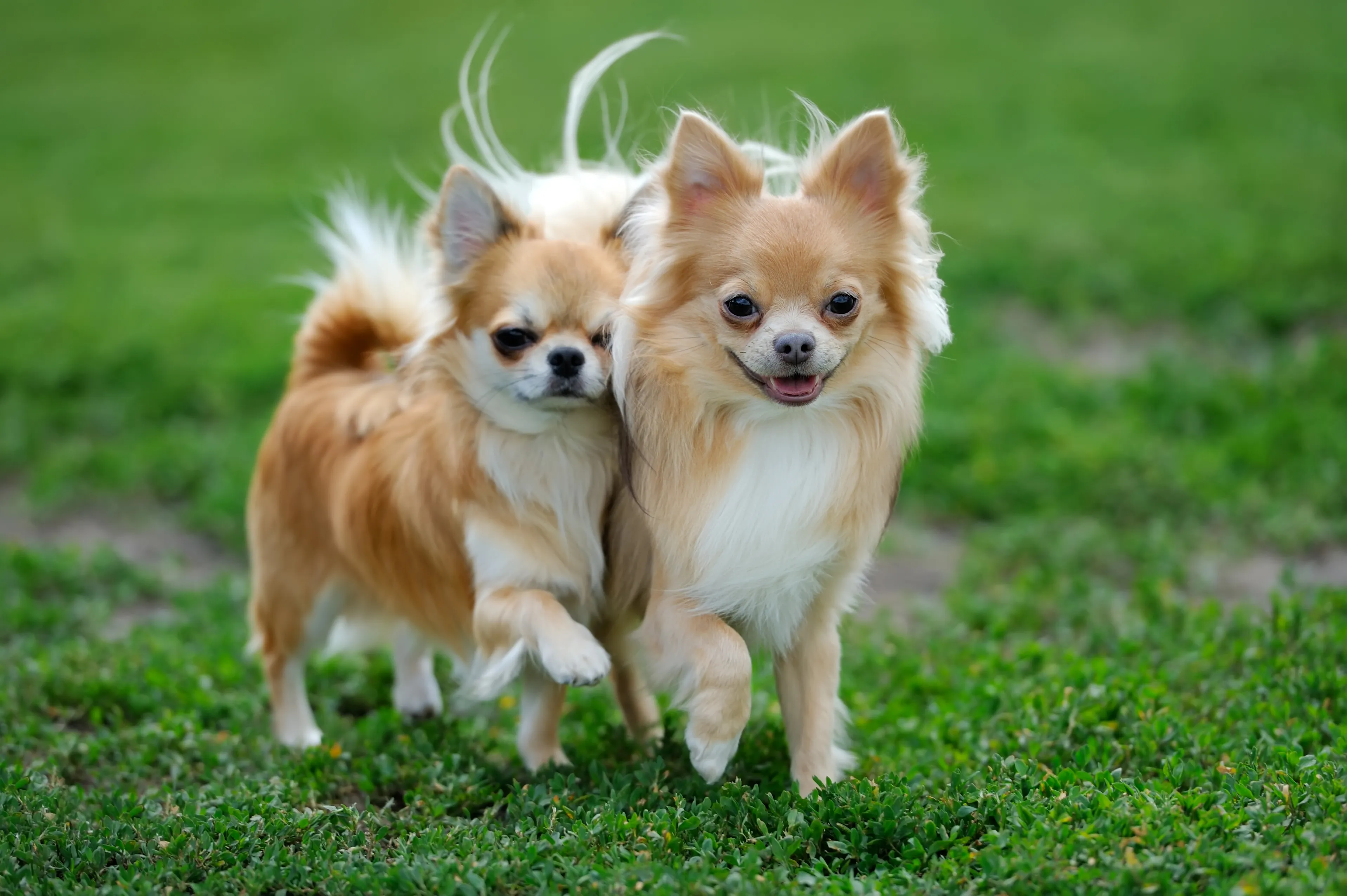 Chihuahua | Raseinformasjon | zooplus magasin