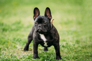 Fransk bulldog