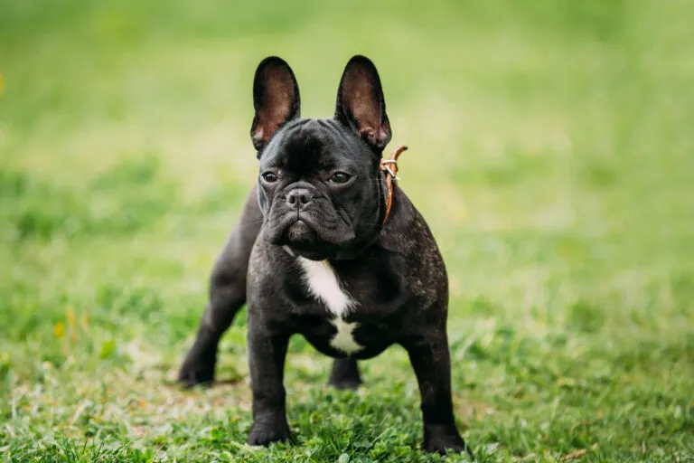 Svart fransk bulldog som står på en gressplen