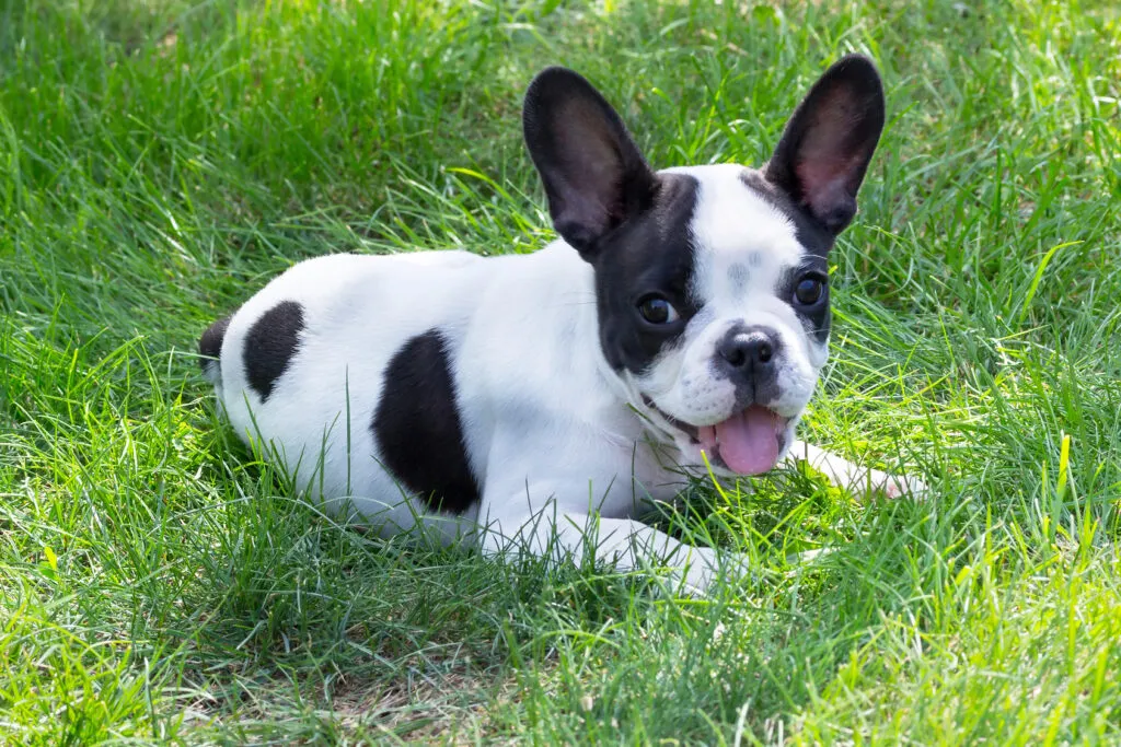 Ung fransk bulldog som ligger i gresset
