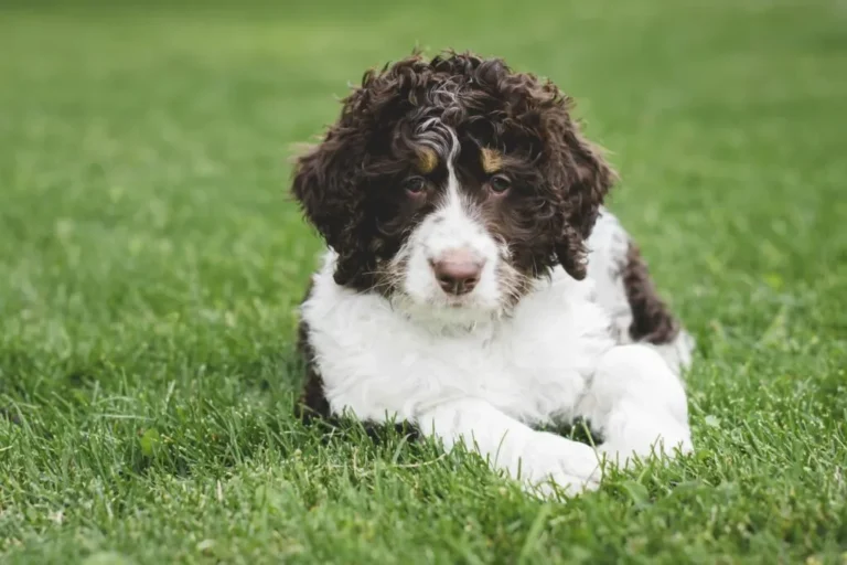 Bernedoodle valp