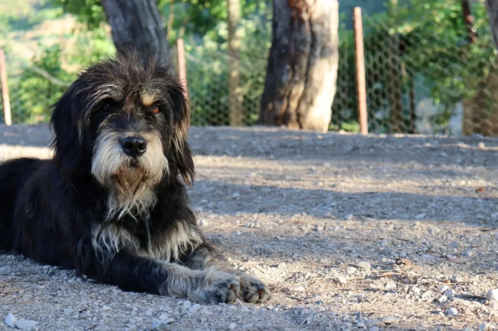 Langhåret Bernedoodle