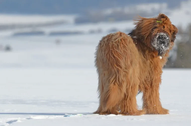 Briard i snøen