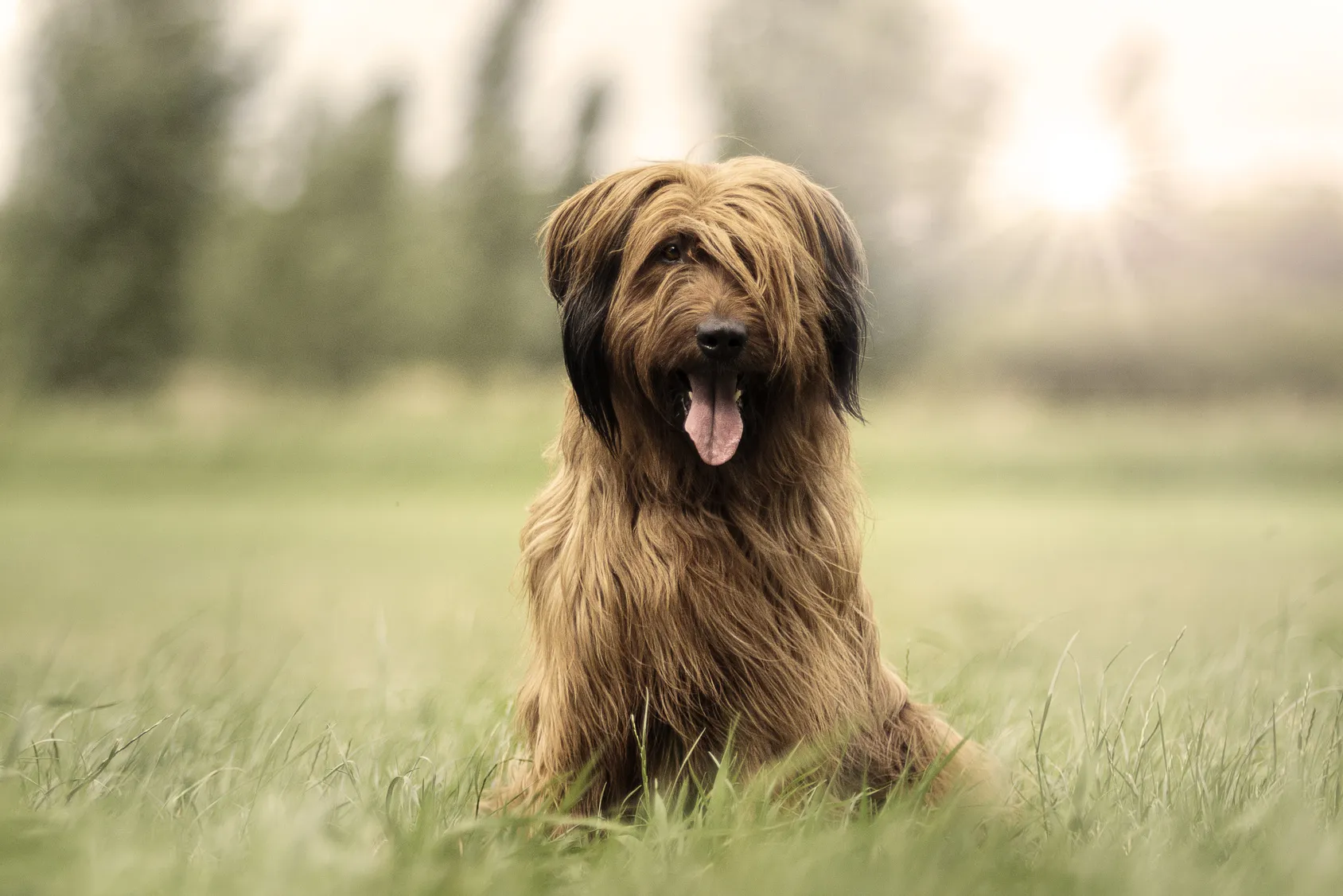 Briard på engen