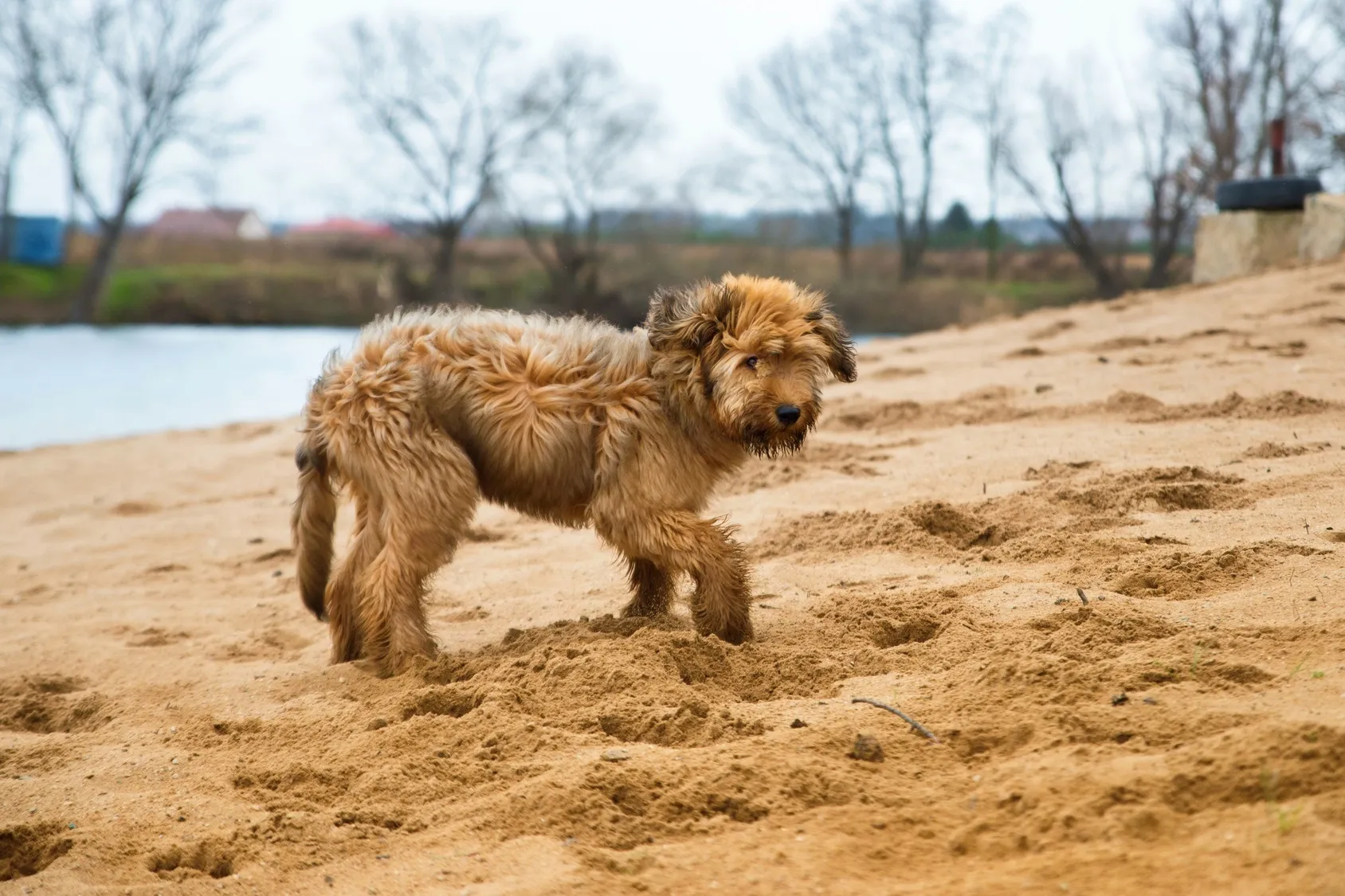 Ung briard på stranden