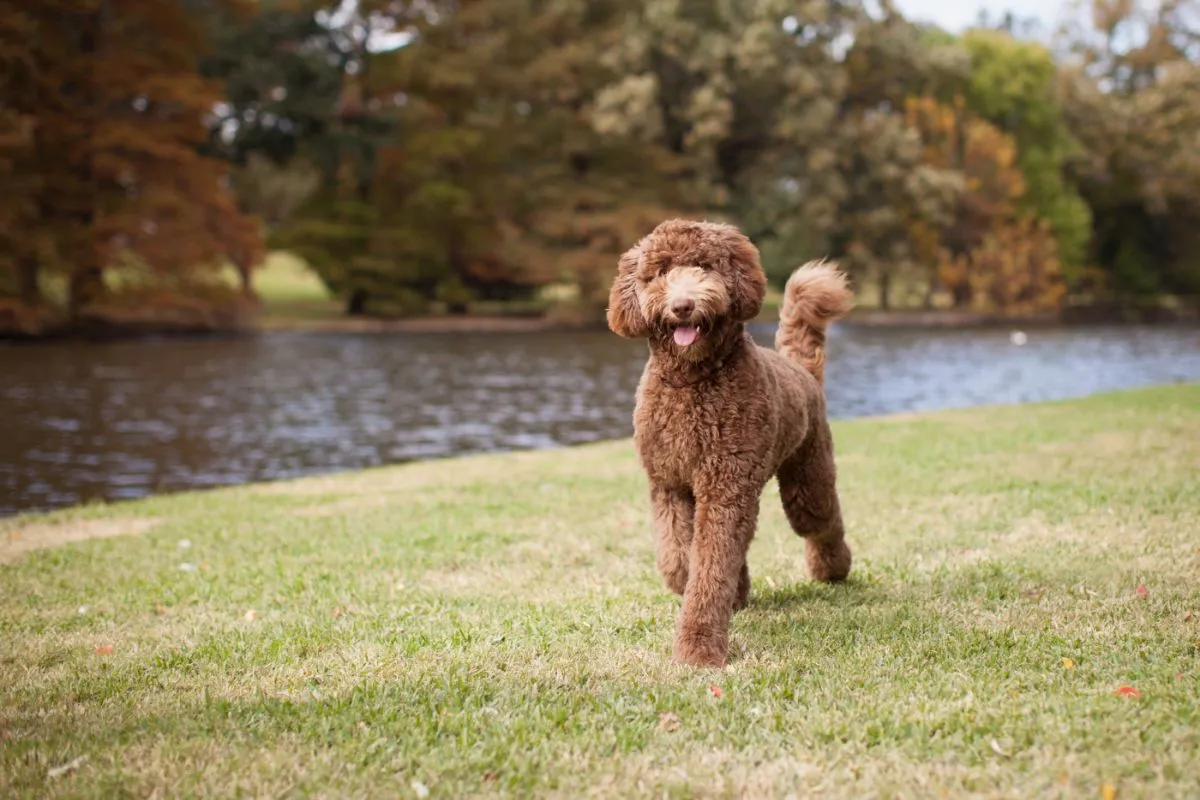 Labradoodle i parken