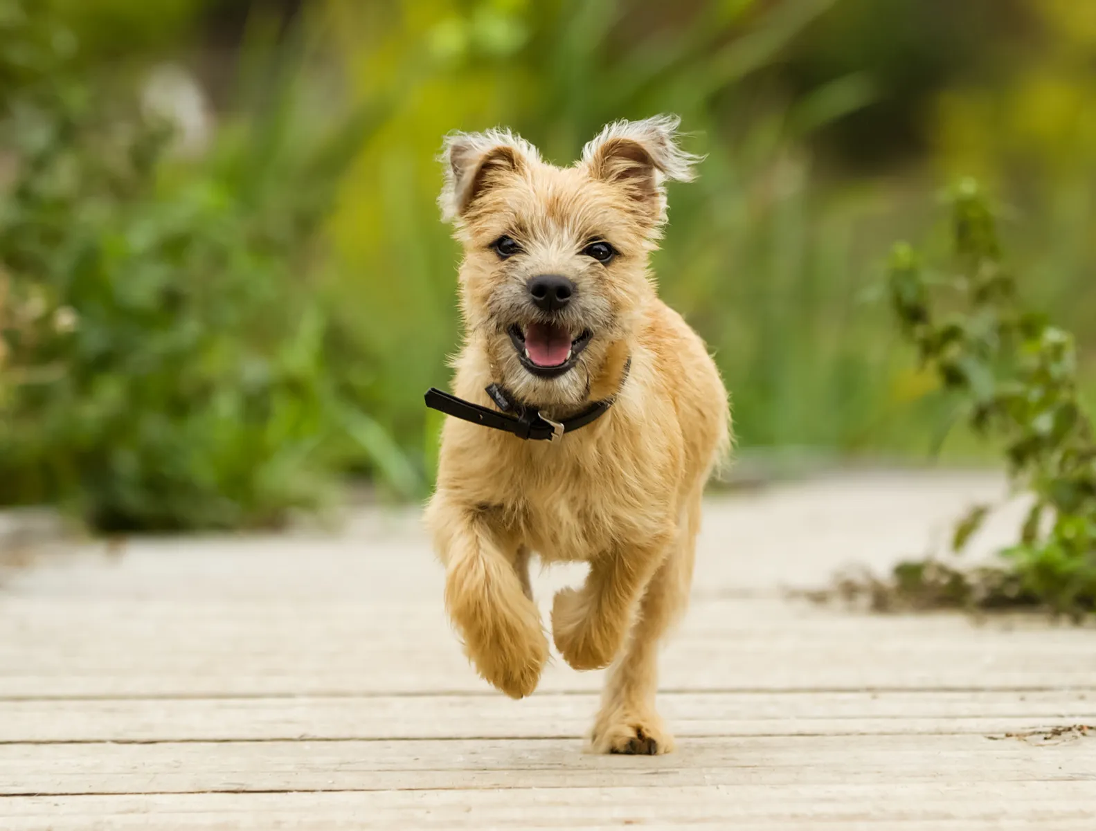 Cairn terrier på flukt