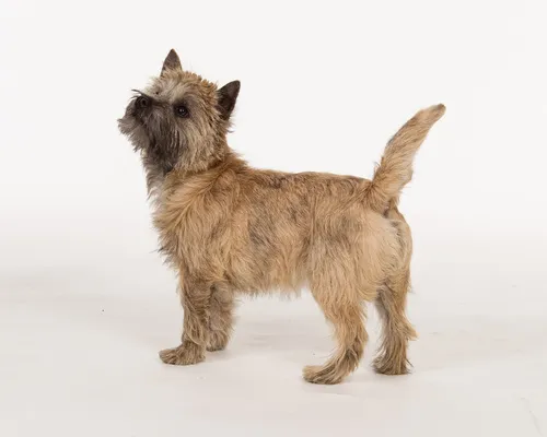 Portrett av en Cairn Terrier