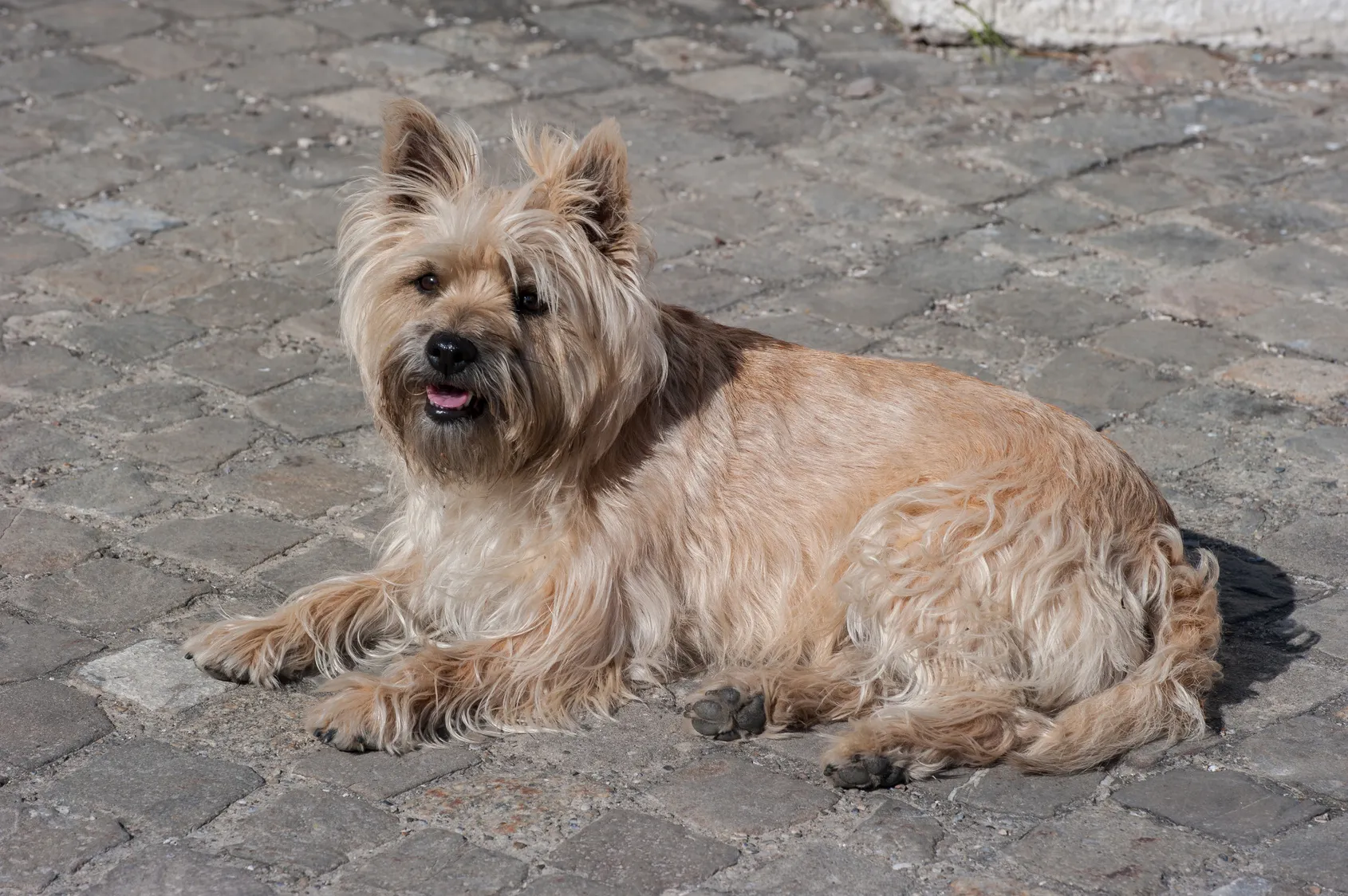Beige Cairn Terrier