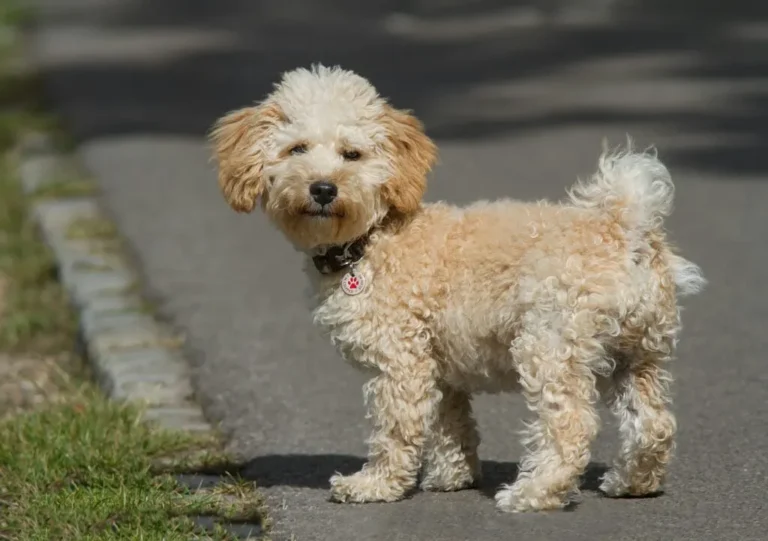 Cavoodle