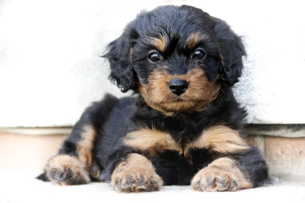 Cavoodle valp