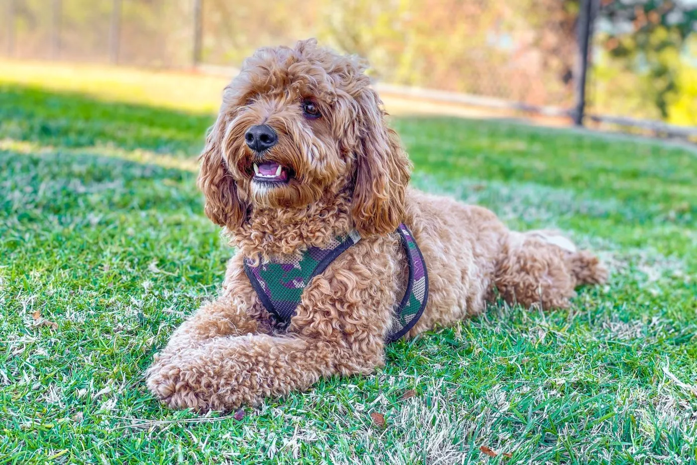 Cavoodle ligger på gresset