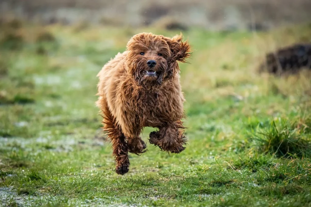 Cockapoo på tur