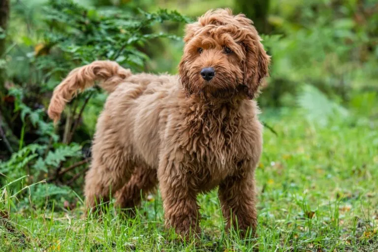 Cockapoo brun