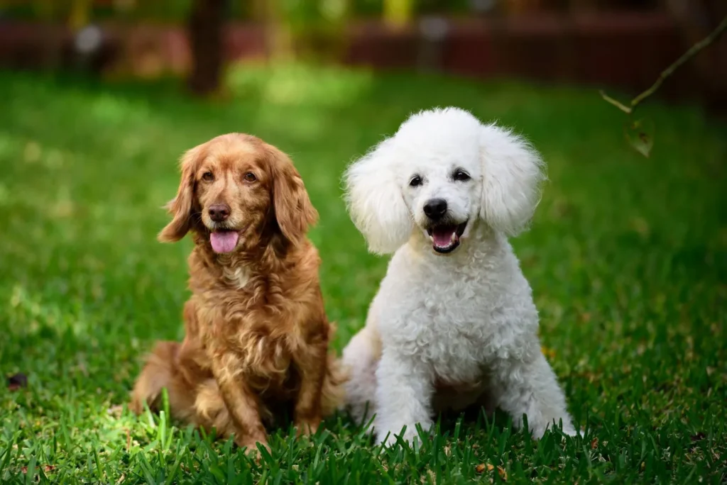 Brun cocker spaniel og hvit puddel