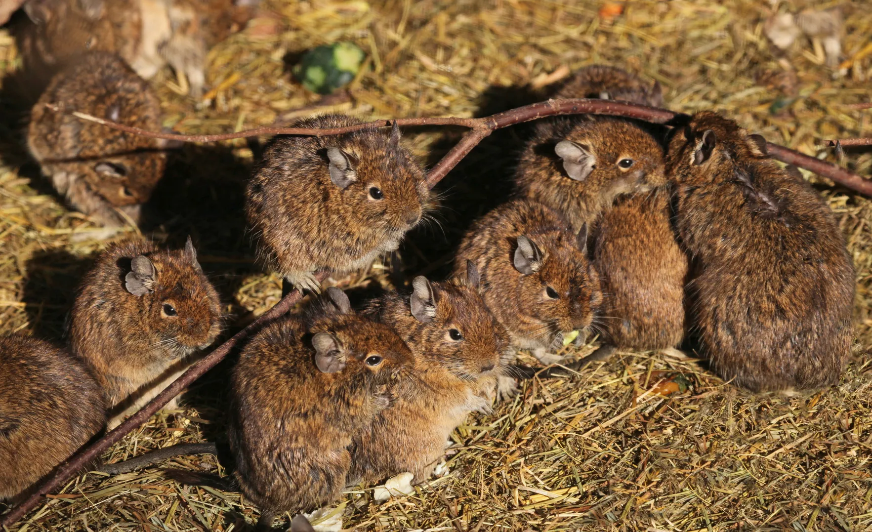 Degu i gruppen