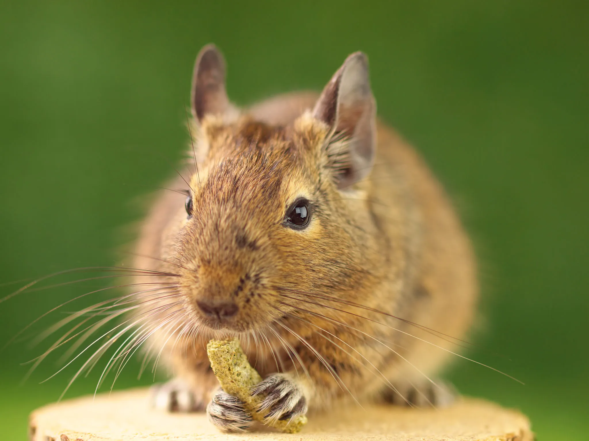 Spiser degu