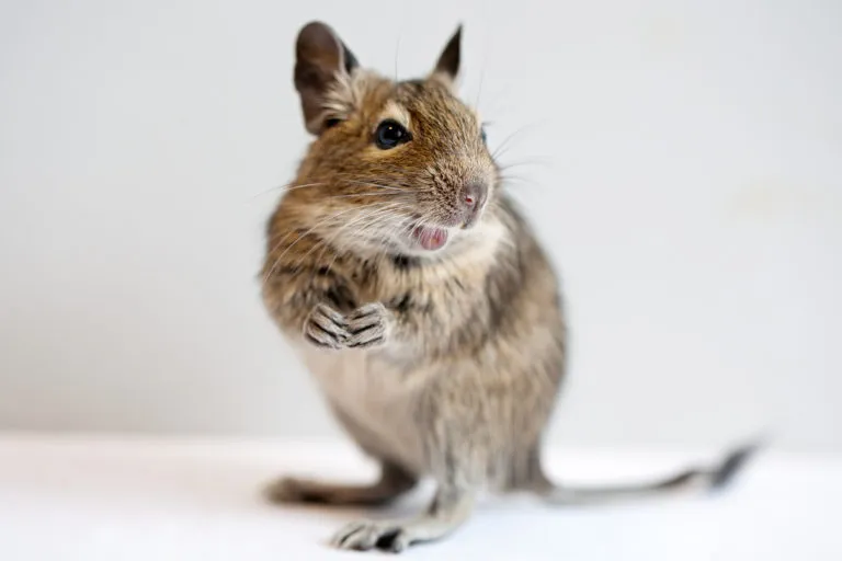 Degu på hvit bakgrunn